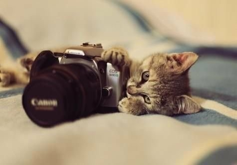 Photographer's cat - cat, The photo, Reddit, Camera, Milota