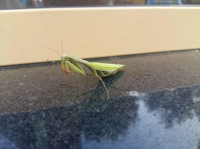 Unsuccessful date or the story of one praying mantis - My, First post, Republic of Belarus, Insects, Mantis, The rescue, Stupidity