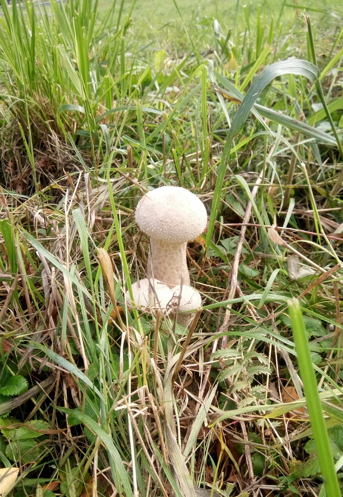 Nature hints that mushrooms cannot be collected - My, Miracle Mushrooms, Merry harvest, Mushrooms, Penis, Similarity