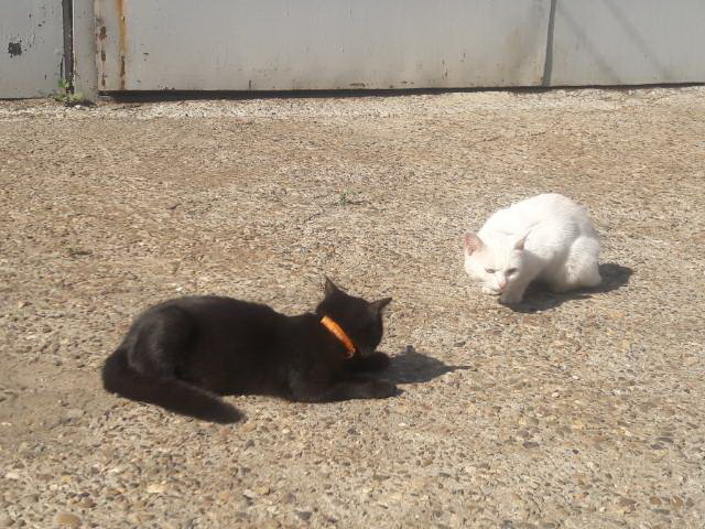 Yin and yang - My, cat, Contrast