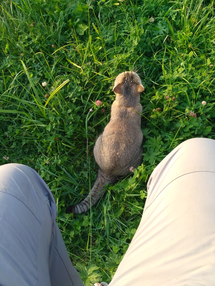 Mukhtar and I are on the border - My, The photo, Catomafia, Dacha, , cat