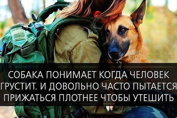 Собаки против Кошек 1:0