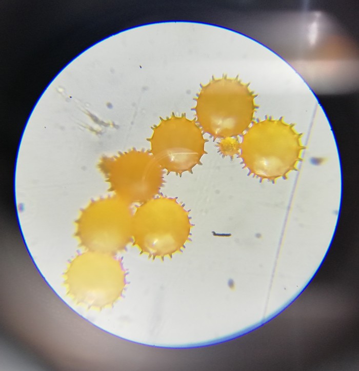 Flower pollen under a microscope. - My, Pollen, Microscope, Biology