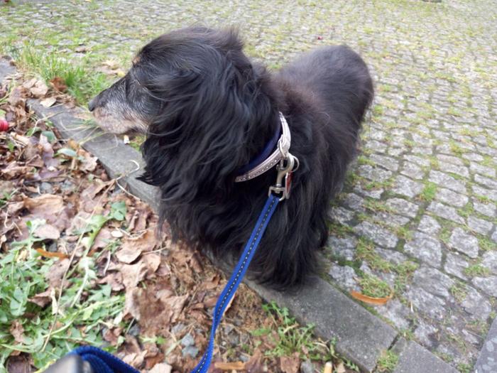 Это была упрямая и наглая бестия