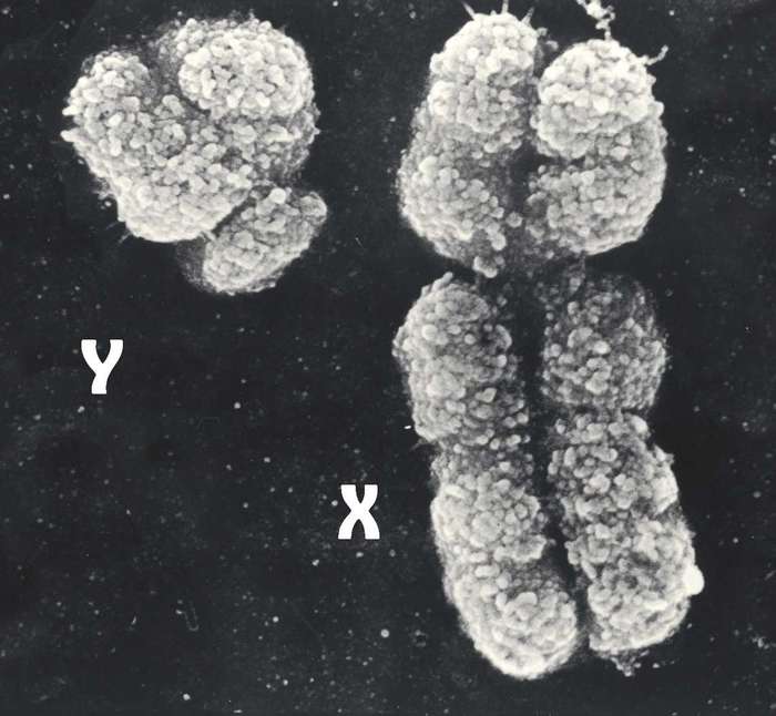 The degenerate Y chromosome and the future of men - Genetics, The science, Future, Evolution, Men, Men and women, Longpost