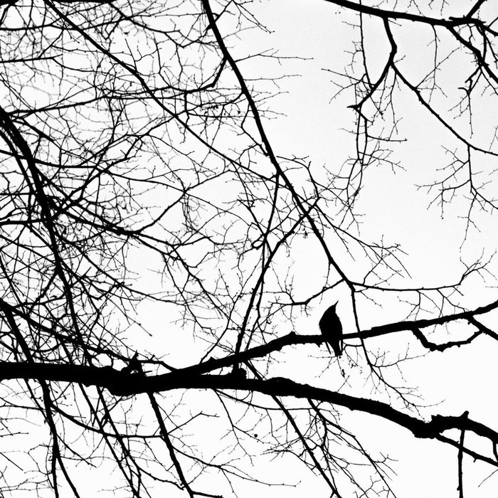 Silhouette - My, The photo, Silhouette, Birds, Black and white