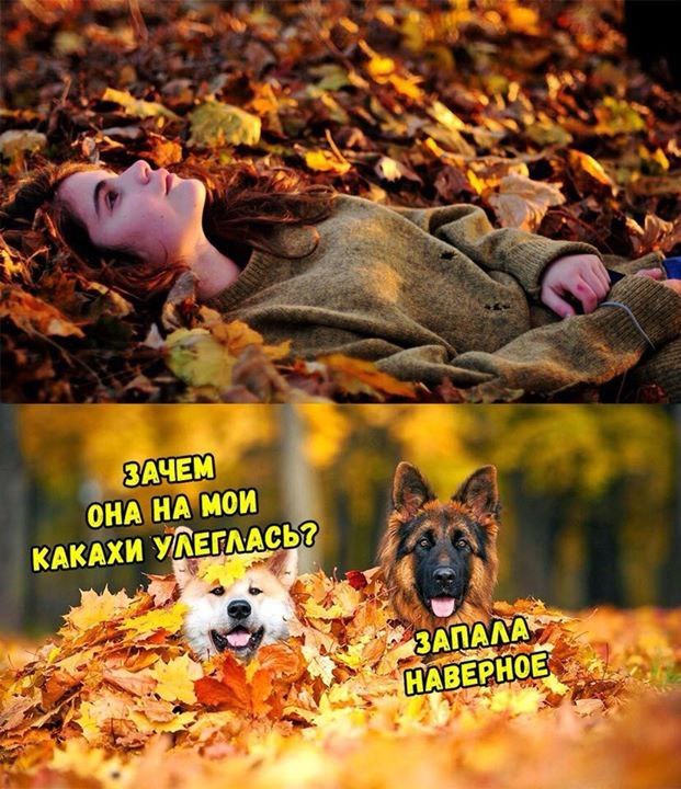 fuse - Humor, Autumn, Foliage, Dog, From the network