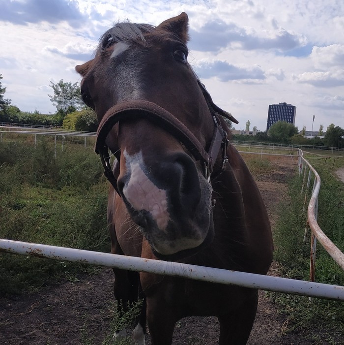 This horse is more photogenic than you - My, Photogenic, Animals, Horses