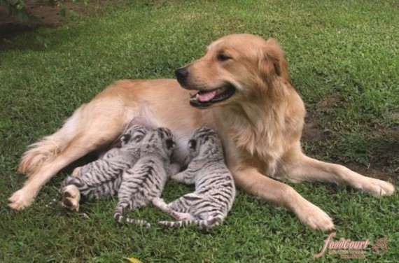 Are you really my mom? - Mum, Animals, Humanity, Longpost