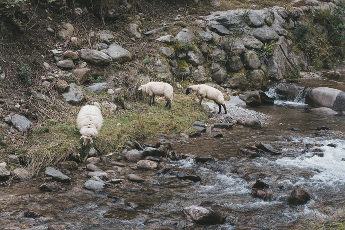 Sheep on Lake Como - My, Beginning photographer, Animals, The mountains, Mountain river, Lake Como