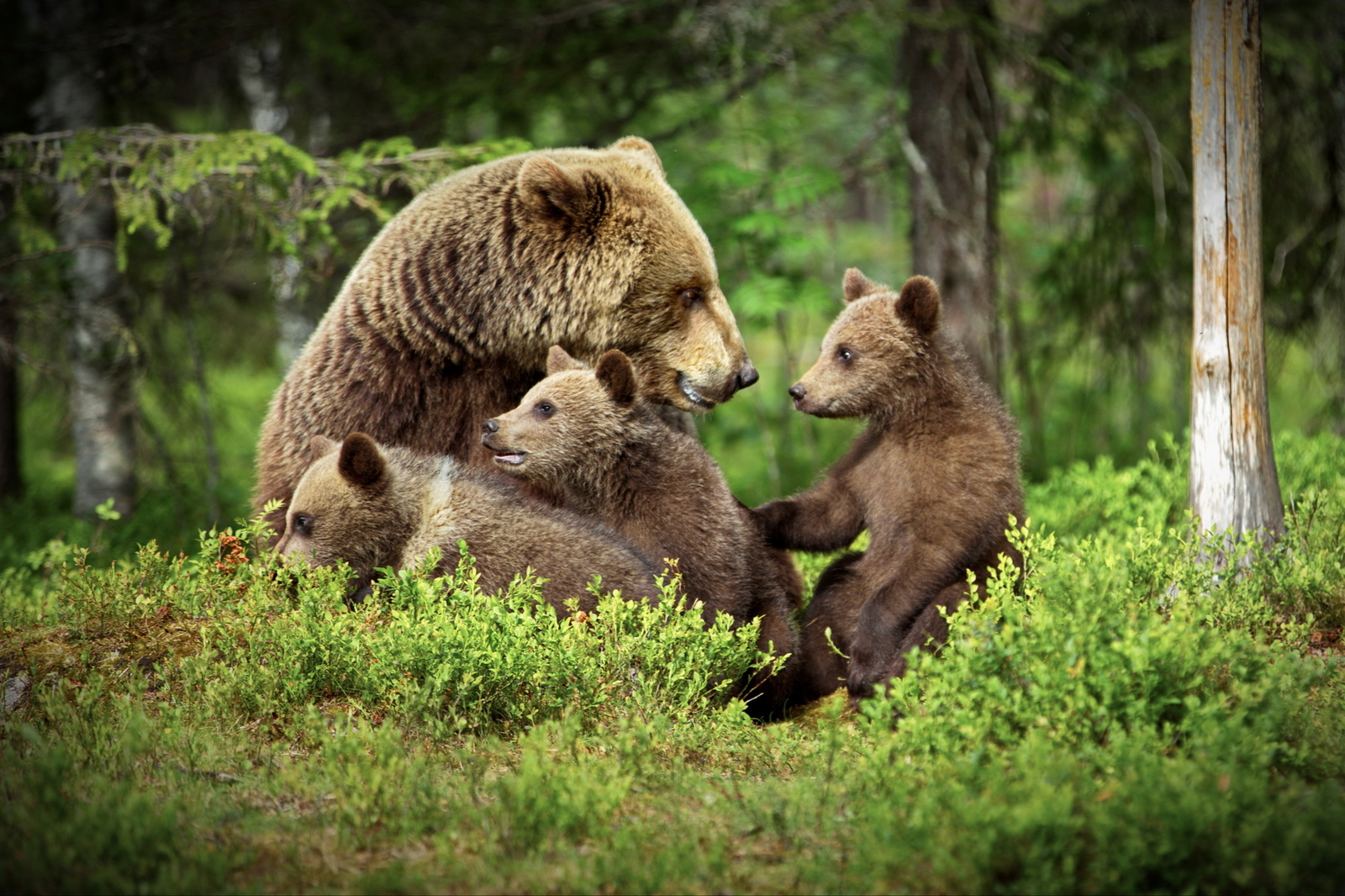 Медведь с медвежонком