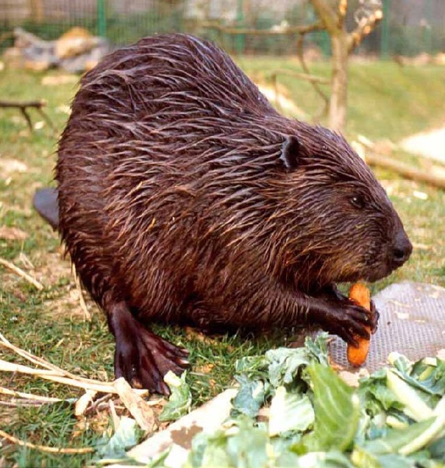 beaver crops - news, Typo, Beavers, , Humor