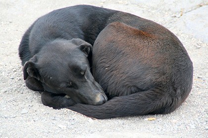 Dog ... - Dog, friendship, , Dog lovers