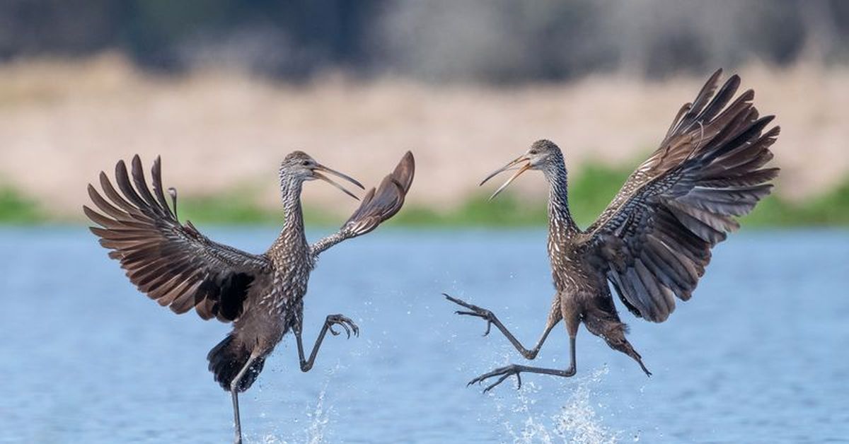 Птицы умеют танцевать. Белый журавль – стерх якутии. Птица венценосный журавль. Фламинго фото. Брачные танцы птиц.