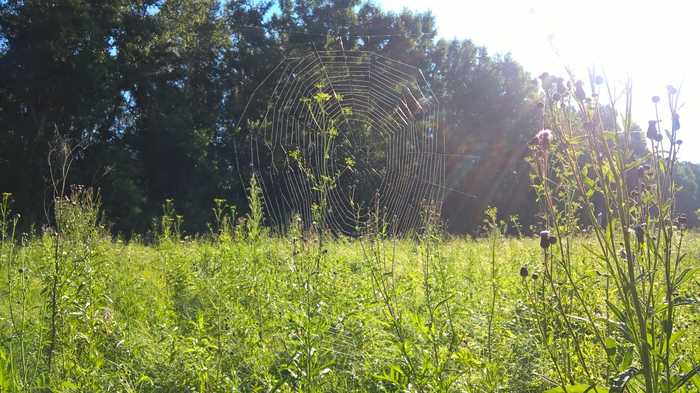 Morning in the fields - My, Web, Summer, Nature, Novosibirsk region