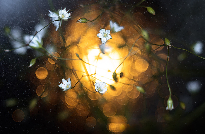 A little summer... - My, Nature, Macro, Flowers, Macro photography