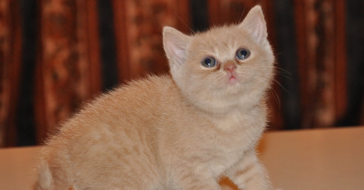 Шотландская кошка персиковая