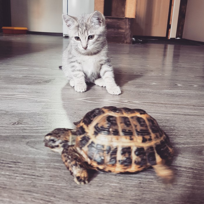 My new kitty - Milota, cat, Longpost, Turtle, My