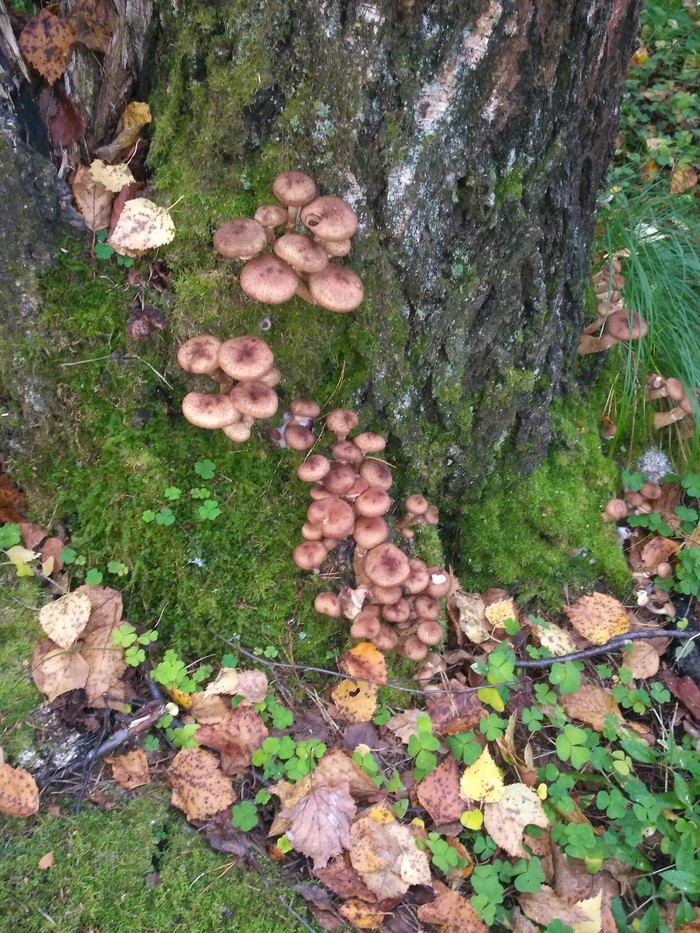 Catch! - Silent hunt, Mushrooms, Honey mushrooms, Longpost