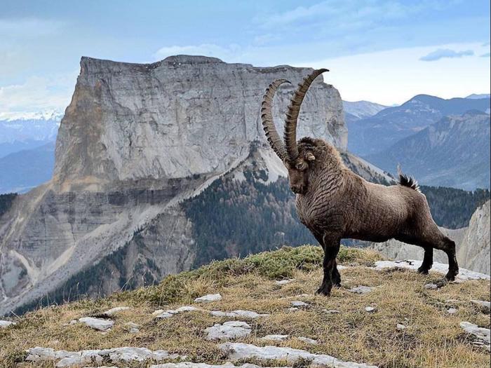 God I'm good =) - France, Alps, The photo, Ibex