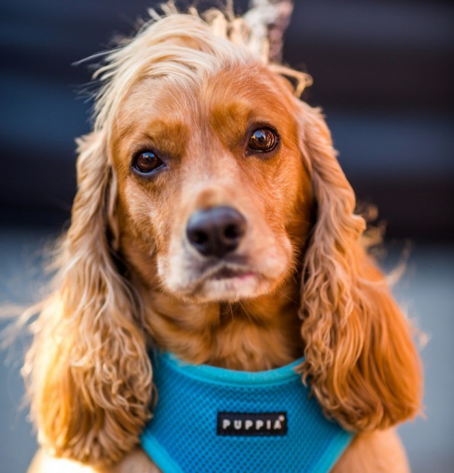 A serious, thoughtful look. - Cocker Spaniel, Dog, Sight, From the network