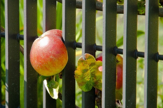 Grow through the fence - Fence, Apple tree, Apples, Growth, From the network