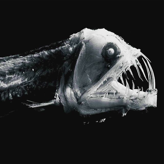 рыба капля люди в черном. Смотреть фото рыба капля люди в черном. Смотреть картинку рыба капля люди в черном. Картинка про рыба капля люди в черном. Фото рыба капля люди в черном рыба капля люди в черном. Смотреть фото рыба капля люди в черном. Смотреть картинку рыба капля люди в черном. Картинка про рыба капля люди в черном. Фото рыба капля люди в черном