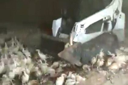 In the Rostov region, at the bankrupt Eurodon poultry farm, turkeys were crushed by a bulldozer - Negative, Animals, Murder, Russia, Rostov region