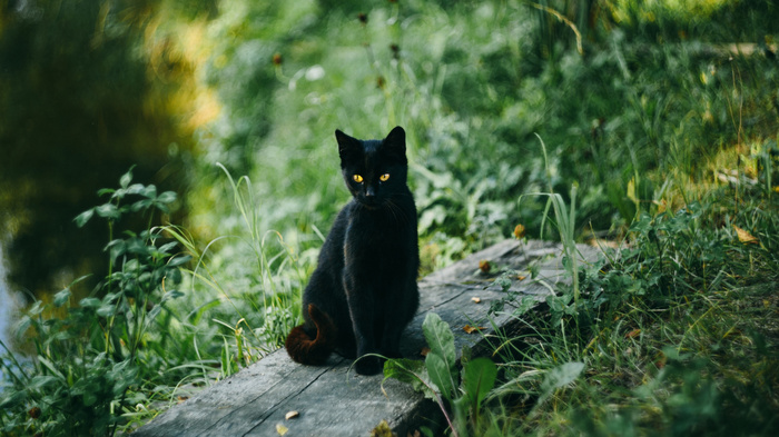 Blackie - cat, Images, Blackie