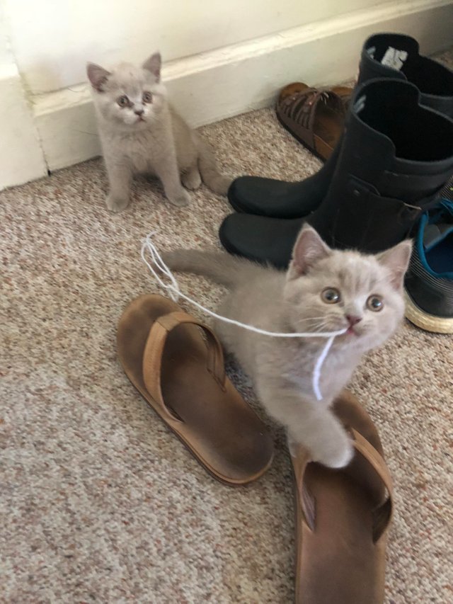 Went to get one kitten, came home with two. - cat, Animals, Pets, Milota, Reddit