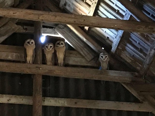 My friend has a family of owls in his barn. - Owl, Animals, Milota, Reddit