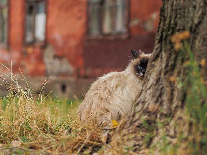 В осеннем дворике - Кот, Фотография, Моё, Моё