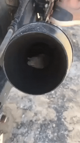 Mouse Rescue - Exhaust, Moto, Mouse, GIF