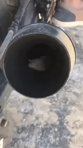Спасение мышки