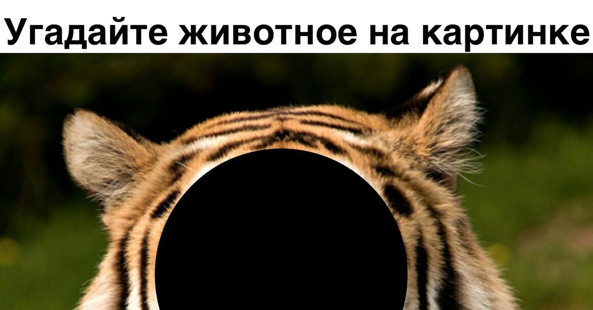 Угадай что на картинке