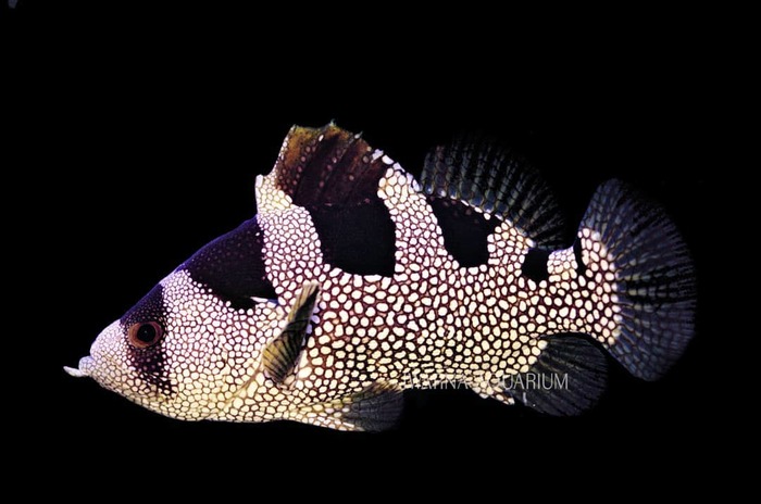 Fish Grouper for Marine Aquarium - Aquarium, Aquarium fish, Sea Acarium