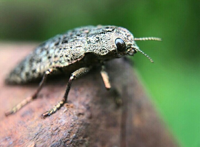 Hello Man - My, Жуки, Macro photography, Macro