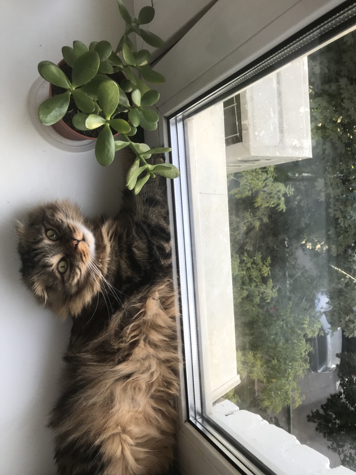 Window heater =) - My, Catomafia, cat, Flowers