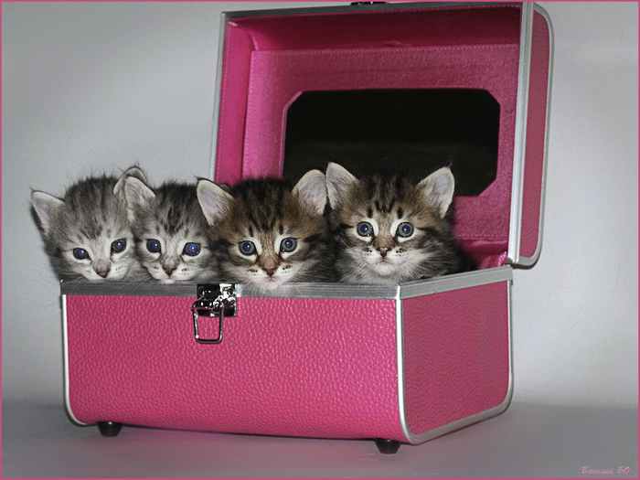 Kittens - My, Kittens, Catomafia, The photo, Longpost, cat