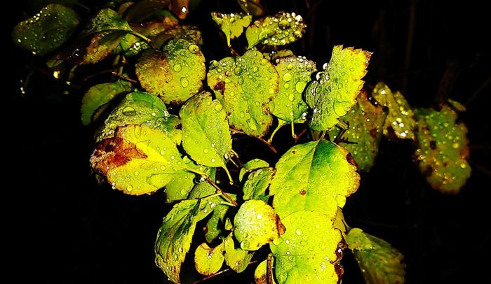 ������ ����