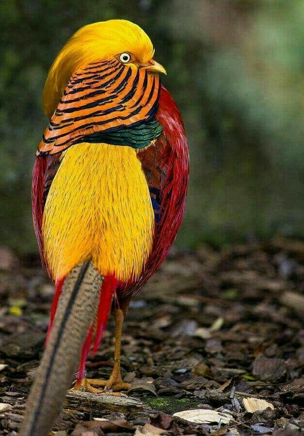 golden pheasant. - Pheasant, Birds, Animals, beauty, The photo, Nature, Biology, Interesting