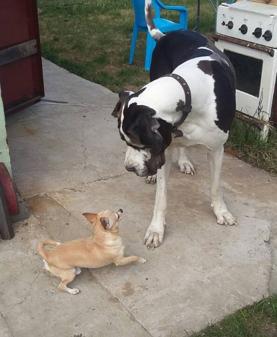 Anga and Rem. Acquaintance. - My, Great Dane, friendship, Vacation, Longpost, Dog