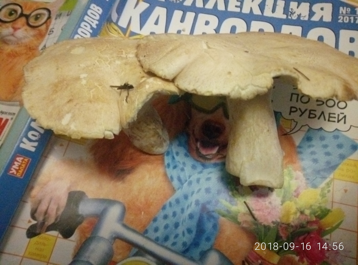 Tell me what kind of mushroom - My, Mushrooms, Question, Longpost