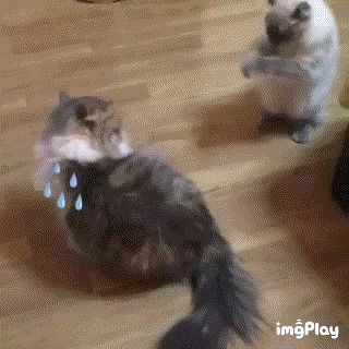 Котофайтинг