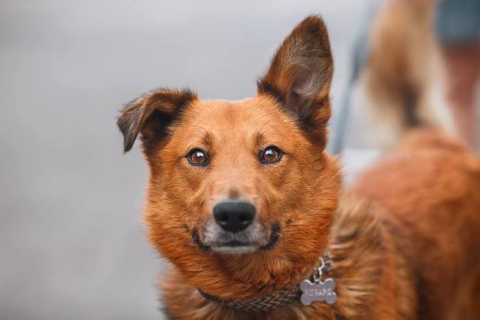 Redhead happiness named Richard is looking for his man - No rating, Moscow, Moscow region, Homeless animals, Looking for a master, Dog, Longpost, In good hands