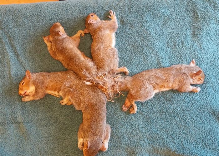 Five squirrels tangled with their tails in the nest - Wisconsin, Animal protection, Longpost, Squirrel