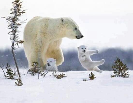 Kung fu bear - The photo, The Bears, Polar bear, Young, Snow, Kung Fu