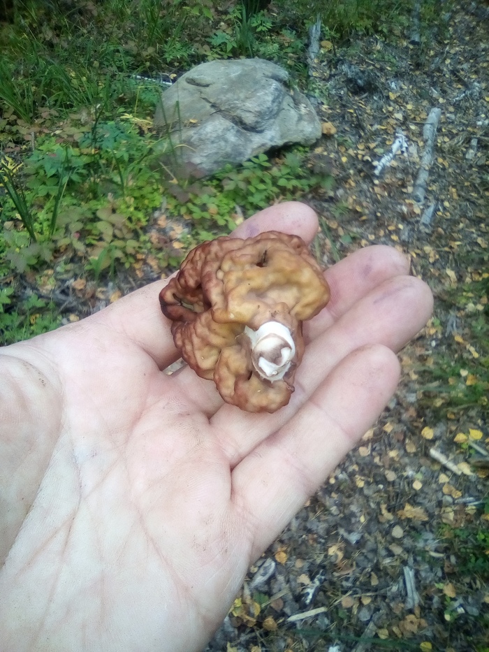 Can you tell me what kind of mushroom? - My, , , , Longpost, Mushrooms