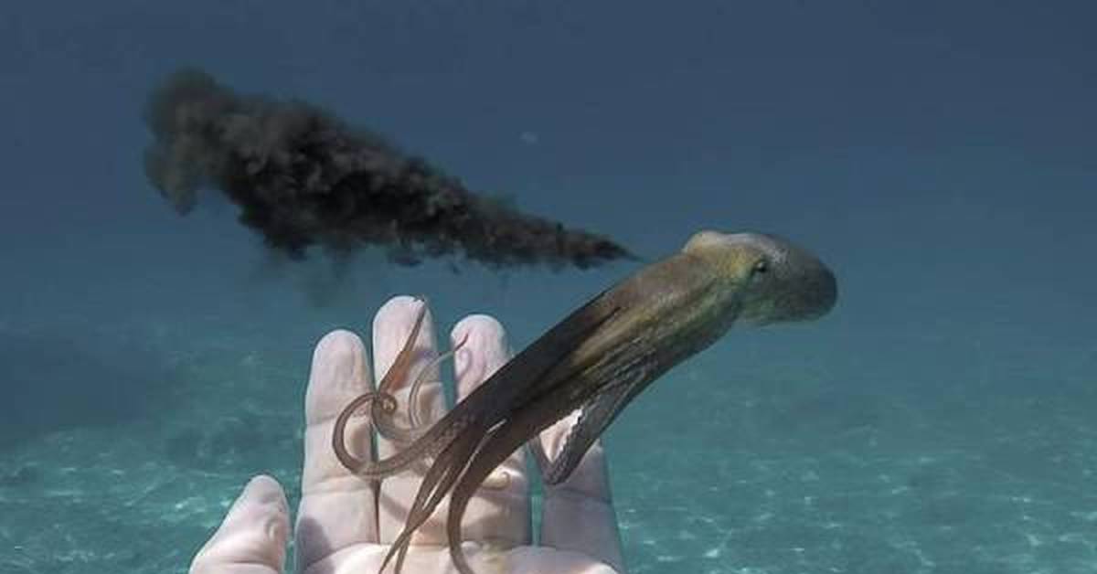 Головоногие моллюски чернила. Осьминог выпускает чернила. Осьминоги выпцскает чернила. Чернильный мешок. Чернильный мешок кальмара.