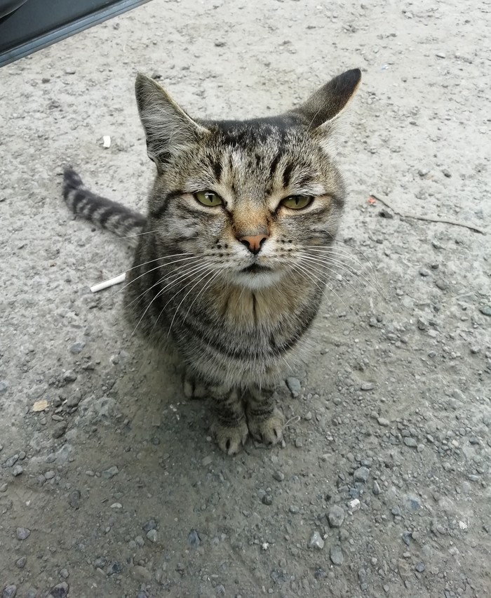 The cat is sad that summer is over. - cat, Sadness, Autumn